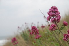 Trevose Golf Club maj 2011